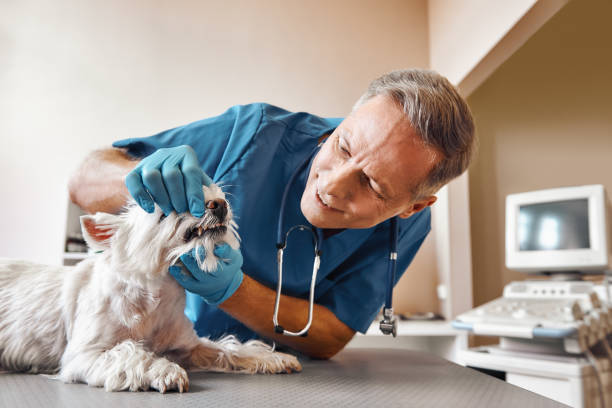 Best Pediatric Emergency Dentist in Seagraves, TX
